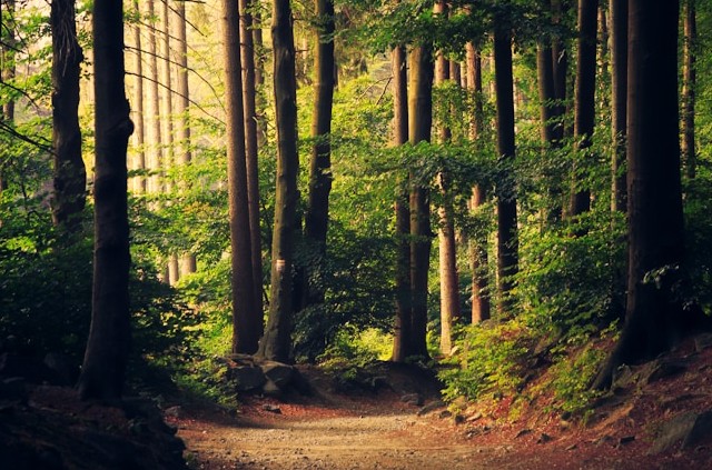 Sunlit dirt path winding through a tall forest with green foliage at golden hour